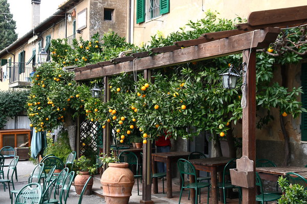 Antique coffee surrounded by a fragrant citrus plant