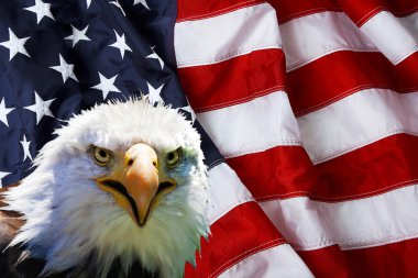 Kuzey Amerika kel kartal Amerikan bayrağı 