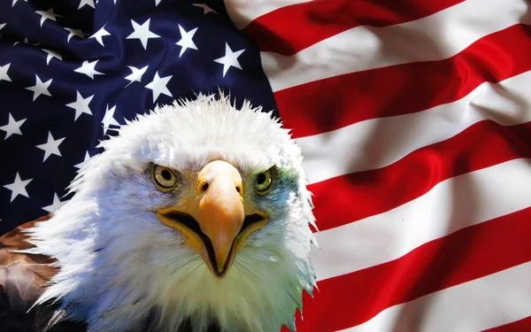 North American Bald Eagle on American flag Stock Photo