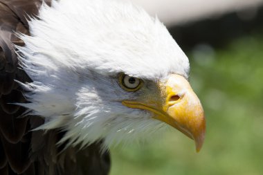 Kuzey Amerika kel kartal