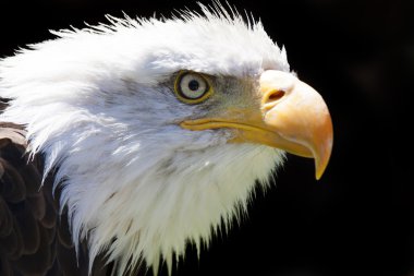 Kuzey Amerika kel kartal