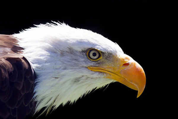 North American Bald Eagle — Zdjęcie stockowe