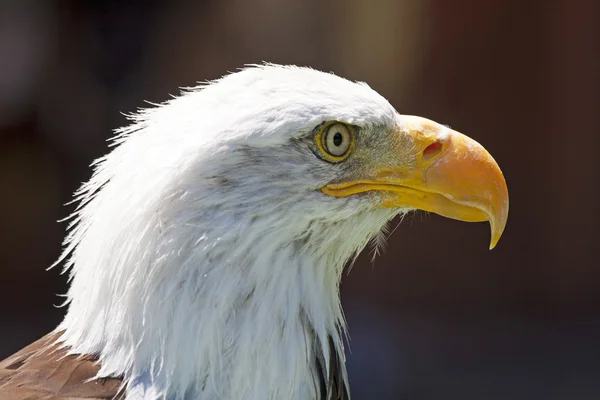 Kuzey Amerika kel kartal — Stok fotoğraf