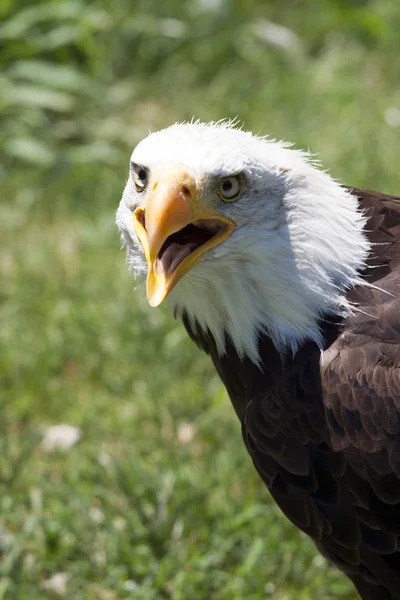 Amerikanischer Weißkopfseeadler — Stockfoto