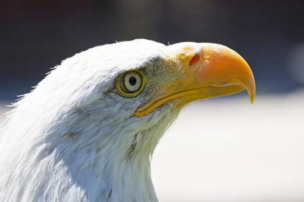 Aquila calva nordamericana — Foto Stock