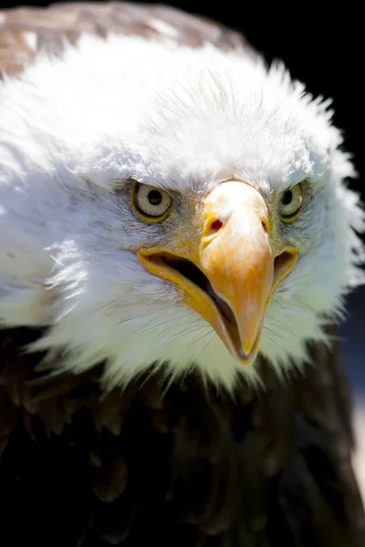 Águila calva norteamericana — Foto de Stock