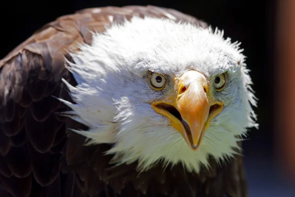 Águila calva norteamericana — Foto de Stock