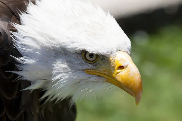 北アメリカの白頭鷲 — ストック写真