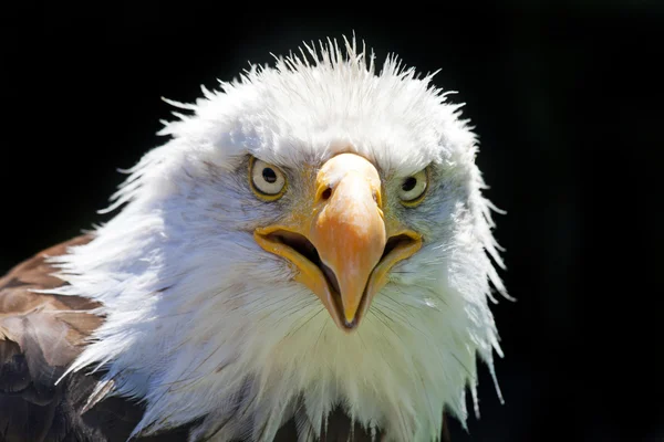 North American Bald Eagle — Stock Photo, Image