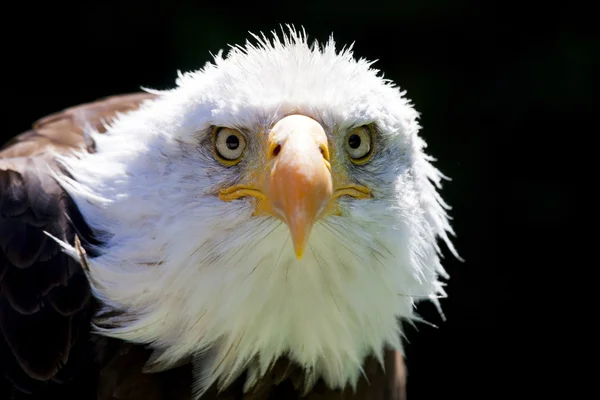 北美秃头鹰 — 图库照片