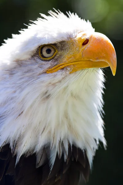 Amerikanischer Weißkopfseeadler — Stockfoto