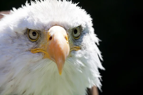 Aquila calva nordamericana — Foto Stock