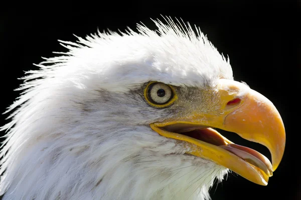 Aquila calva nordamericana — Foto Stock