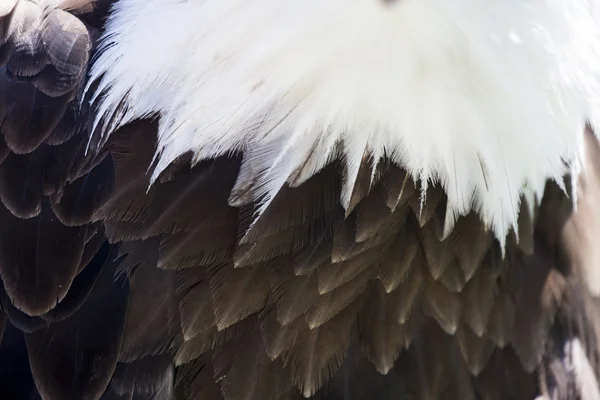 Amerikanischer Weißkopfseeadler — Stockfoto