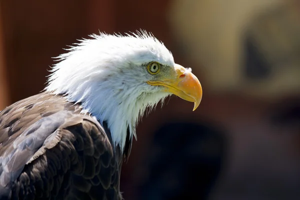 Kuzey Amerika kel kartal — Stok fotoğraf