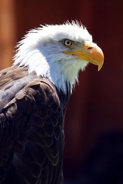 Kuzey Amerika kel kartal — Stok fotoğraf