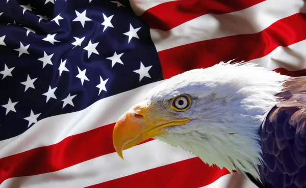 Aquila calva nordamericana sulla bandiera americana — Foto Stock