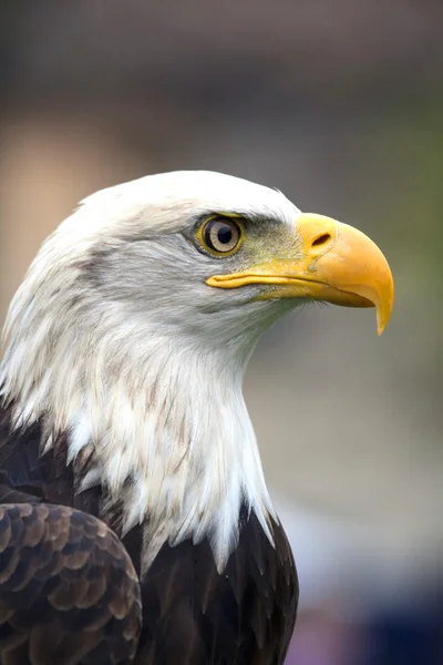 北アメリカの白頭鷲 — ストック写真