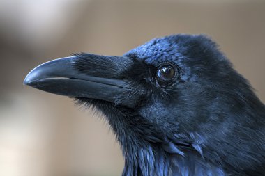 Portrait of black crow standing - common raven clipart