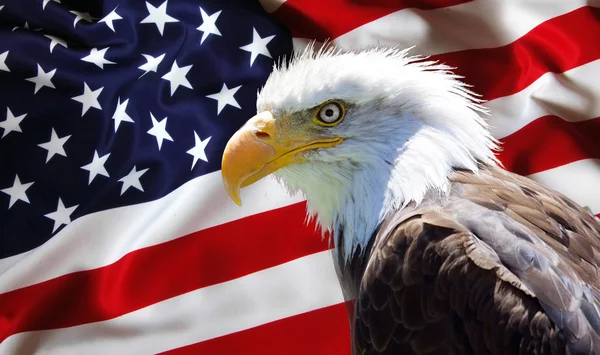 Águia calva norte-americana na bandeira americana — Fotografia de Stock