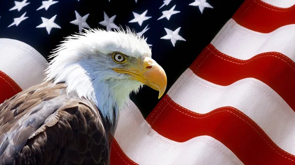 North American Bald Eagle op Amerikaanse vlag — Stockfoto