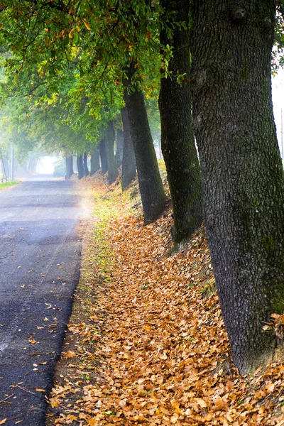 Autumn road in Italy with fog in the morning — Stok Foto