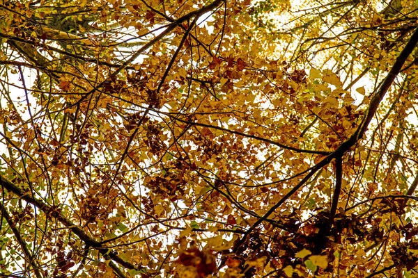 Árvores de outono coloridas na floresta — Fotografia de Stock