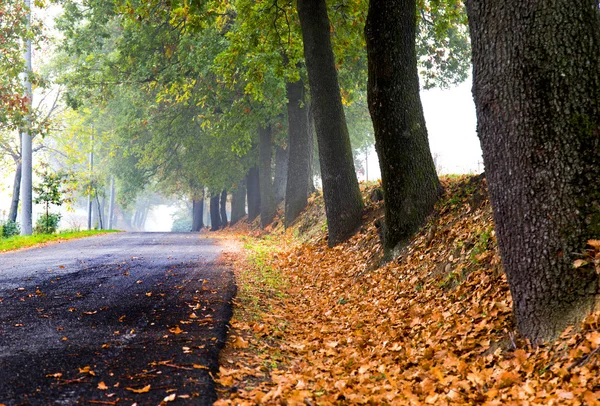 Őszi road, Olaszország, reggel köd — Stock Fotó