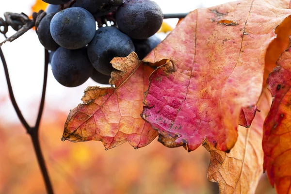 Winogrono zbliżenie jesienią z czerwone listowie — Zdjęcie stockowe