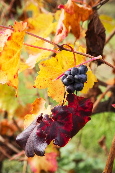 Fecho da uva no Outono com folhas vermelhas e amarelas — Fotografia de Stock
