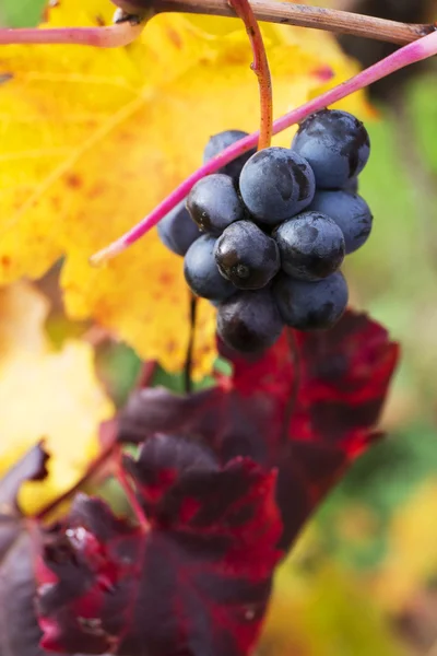 Primer plano de la uva en otoño con hojas rojas y amarillas — Foto de Stock