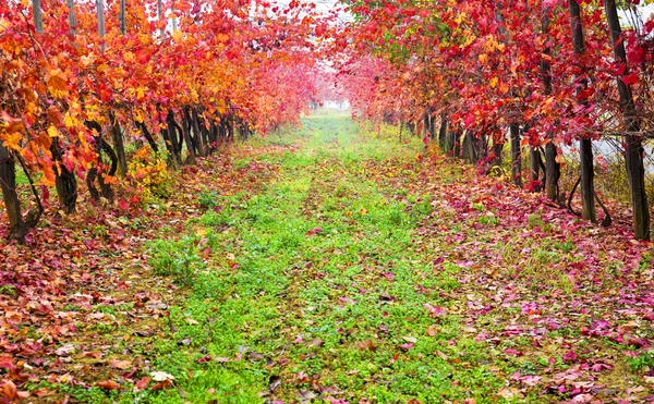 Wunderschöner farbenfroher Weinberg in Italien im Herbst — Stockfoto