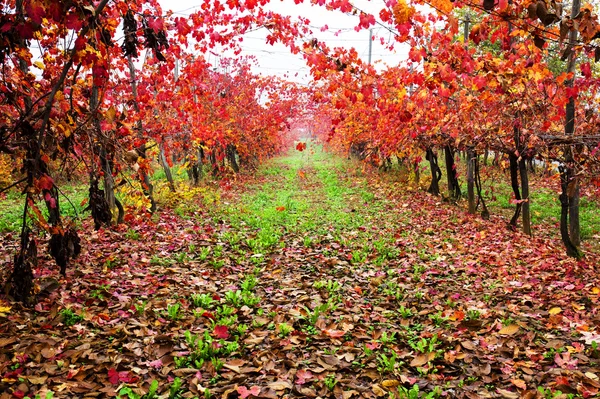 Hermoso viñedo colorido en Italia en otoño —  Fotos de Stock