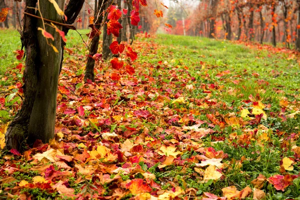 Bela vinha colorida na Itália no outono — Fotografia de Stock