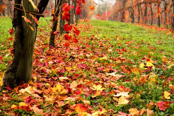 Podgoria frumoasă colorată din Italia toamna — Fotografie, imagine de stoc