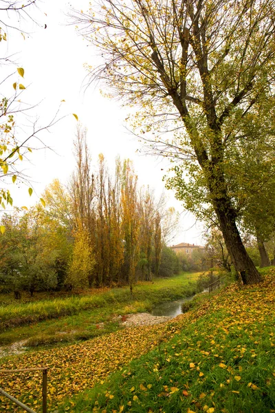 Sonbahar parkında renkli yapraklar — Stok fotoğraf