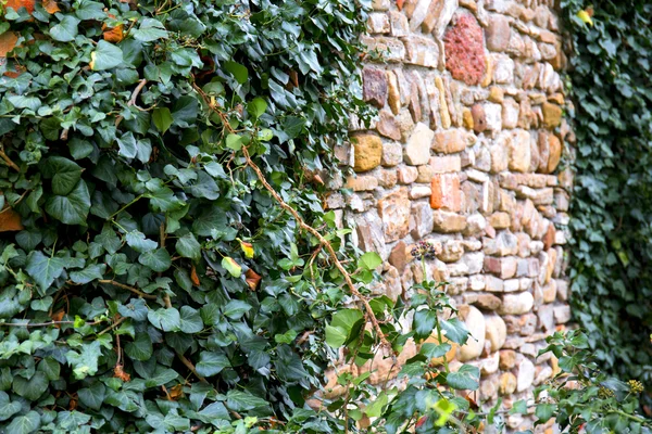 Old castle's walls covered with green ivy — Stock Photo, Image