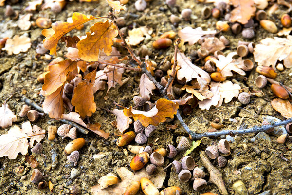 Дубовые листья и желуди. Крупный план. Лежать на земле
 