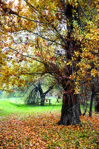 Folhagem colorida no parque de outono — Fotografia de Stock