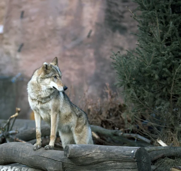 Lobo — Fotografia de Stock