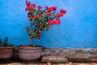 Mavi duvar arka plan üzerinde kırmızı çiçek