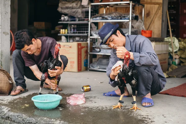 Luta de galos tradicional no Vietnã — Fotografia de Stock