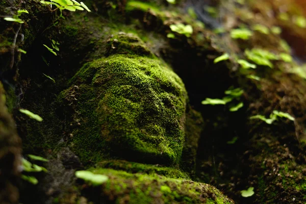 Buddha statue covered by moss in ancient temple — Stock Photo, Image
