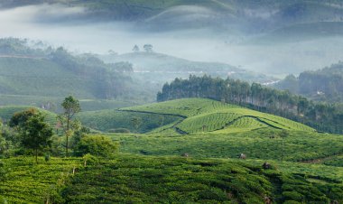 Green valleys of mountain tea plantations in Munnar clipart