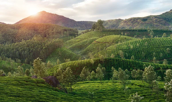 Зеленые долины горных чайных плантаций в Муннаре — стоковое фото