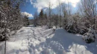 Kar örtüsü ve güneş ışınlarıyla kış ormanlarında ilerliyoruz.