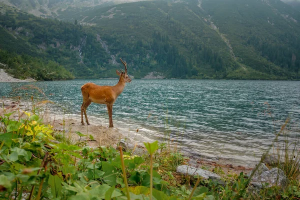 Junges Reh trinkt Wasser in Bergsee — Stockfoto