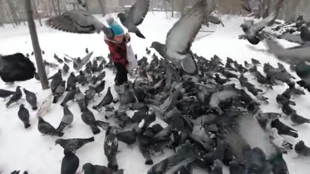 Küçük çocuk kış yürüyüşünde güvercinleri besliyor. — Stok video