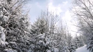 Kar örtüsü ve güneş ışınlarıyla kaplı kış ormanı