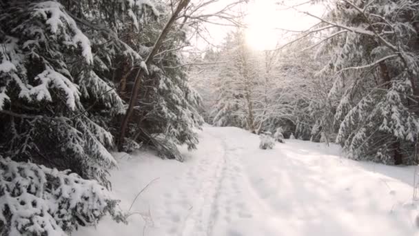 Kar örtüsü ve güneş ışınlarıyla kaplı kış ormanı — Stok video